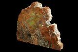 Colorful Petrified Wood (Araucarioxylon) Stand-up - Arizona #172099-2